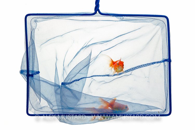 Goldfish In Net. UK