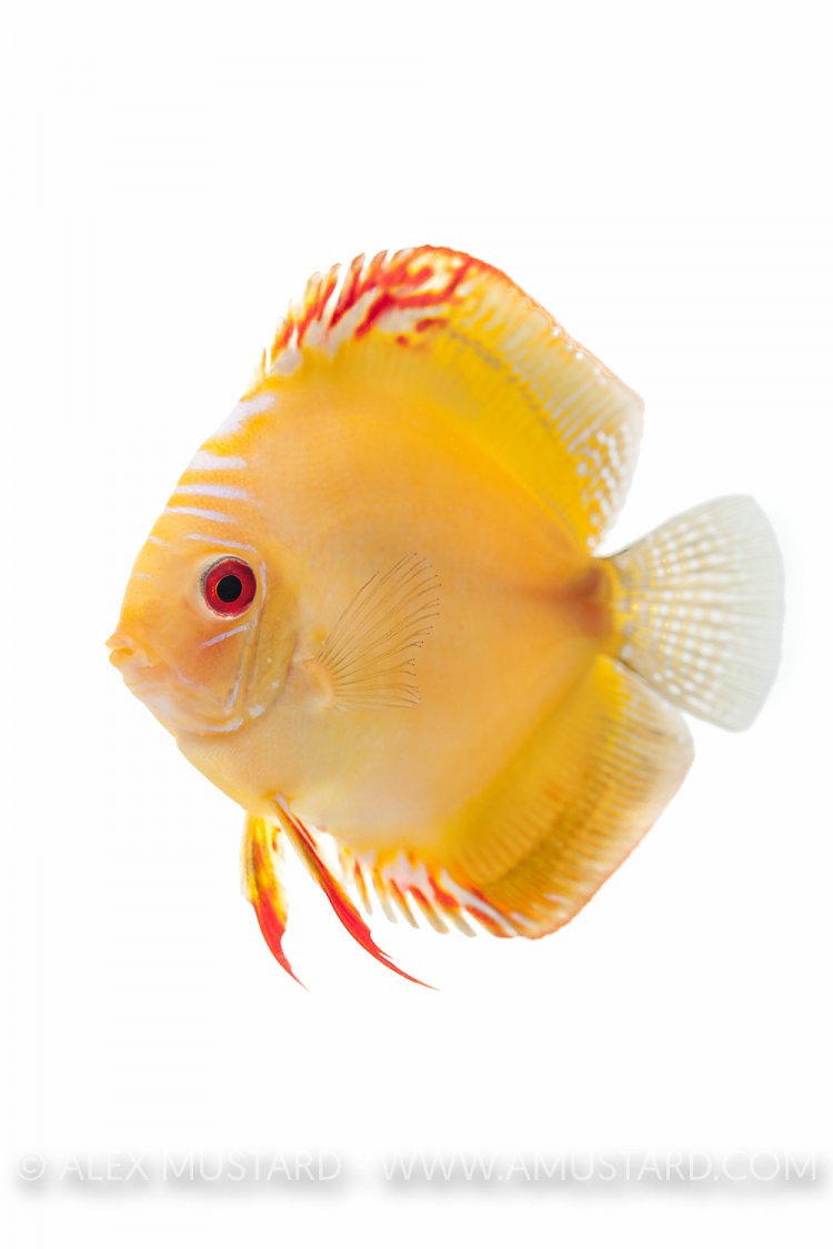 Discus portrait (Symphysodon aequifasciatus). Captive, UK.