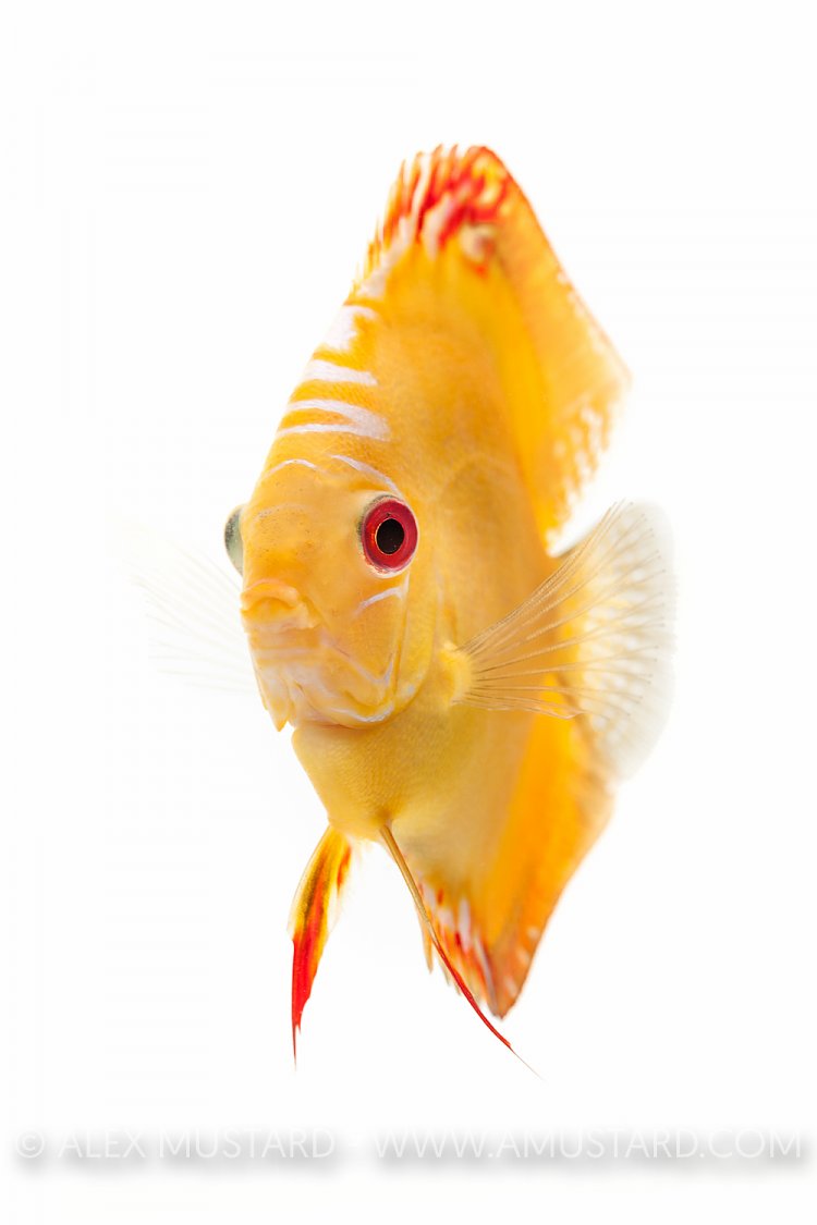 Discus portrait (Symphysodon aequifasciatus). Captive, UK.