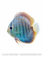 Discus portrait (Symphysodon aequifasciatus). Captive, UK.