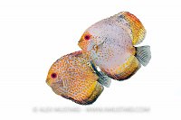 Discus Pair. Aquarium, UK