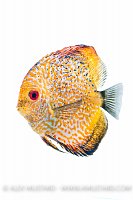 Discus portrait (Symphysodon aequifasciatus). Captive, UK.