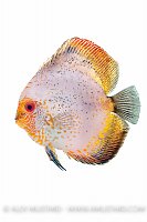 Discus portrait (Symphysodon aequifasciatus). Captive, UK.