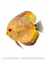 Discus portrait (Symphysodon aequifasciatus). Captive, UK.