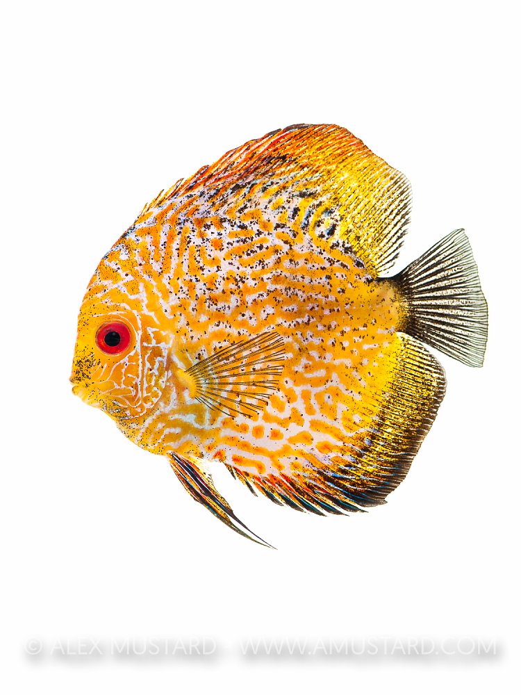 Discus portrait (Symphysodon aequifasciatus). Captive, UK.
