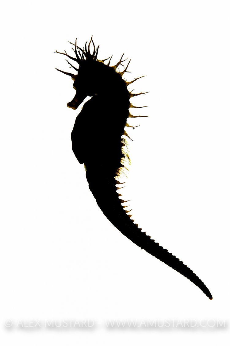 Spiny seahorse silhouette. Dorset, UK.