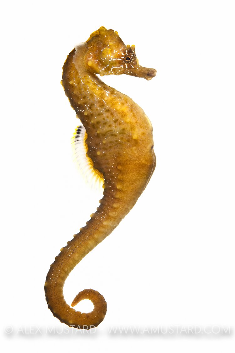 Short snout seahorse (Hippocampus hippocampus)