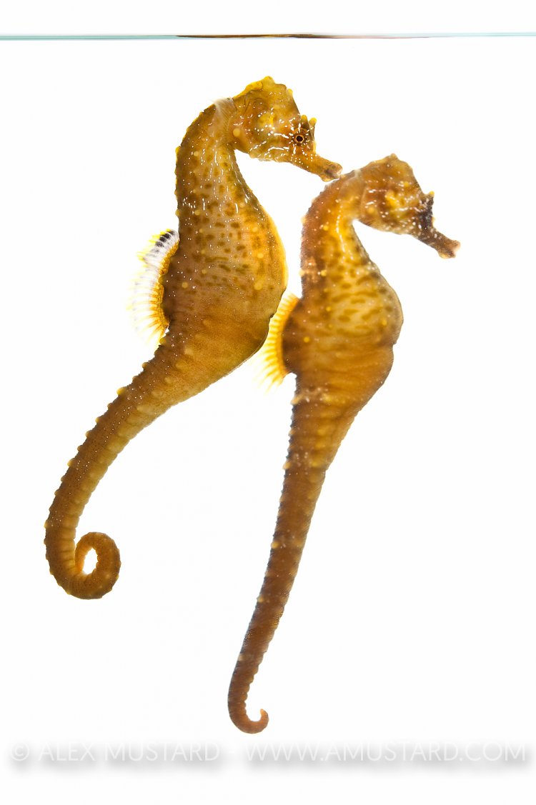 Short snout seahorses (Hippocampus hippocampus)