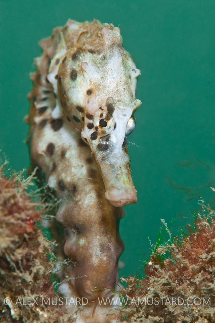 Pot bellied seahorse. Australia