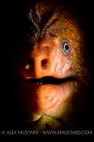 Moray eel portrait. Australia