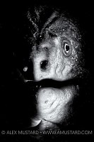 Monster Of The Deep. Sydney, Australia.