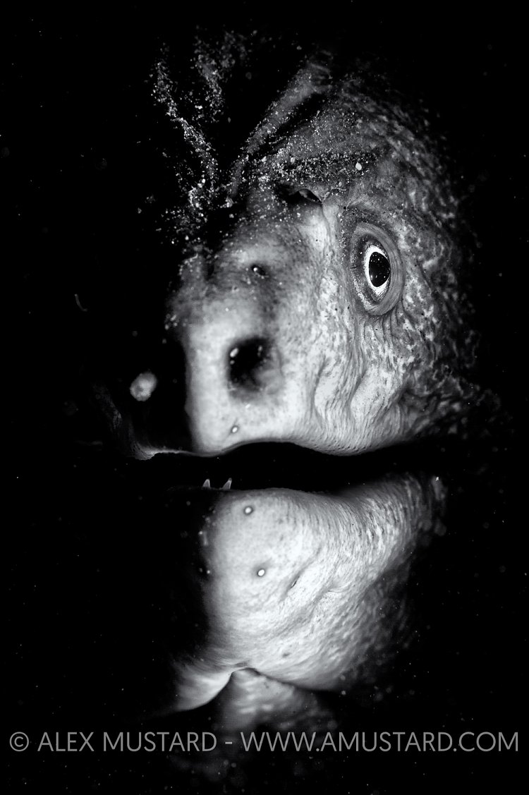 Monster Of The Deep. Sydney, Australia.