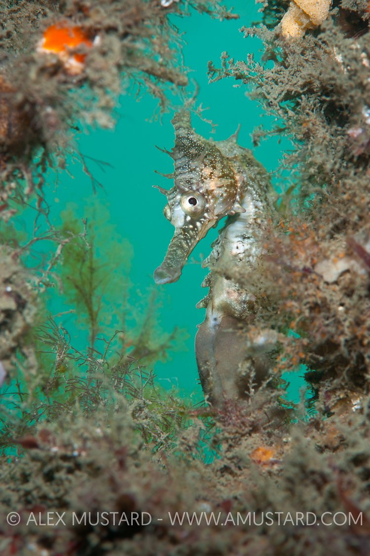 White's seahorse portrait. Australia.