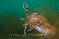 Cuttlefish In Algae. Australia