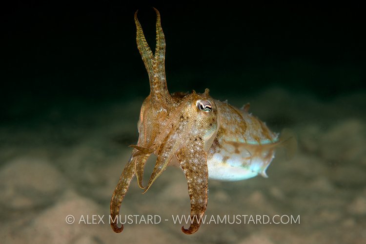 Mourning Cuttlefish Display. Australia