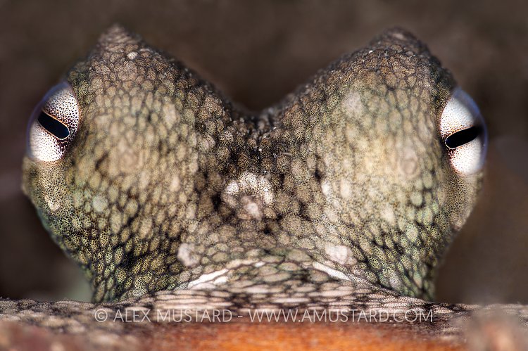 Octopus Eyes. Australia