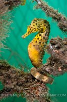 Pot bellied Seahorse. Australia.
