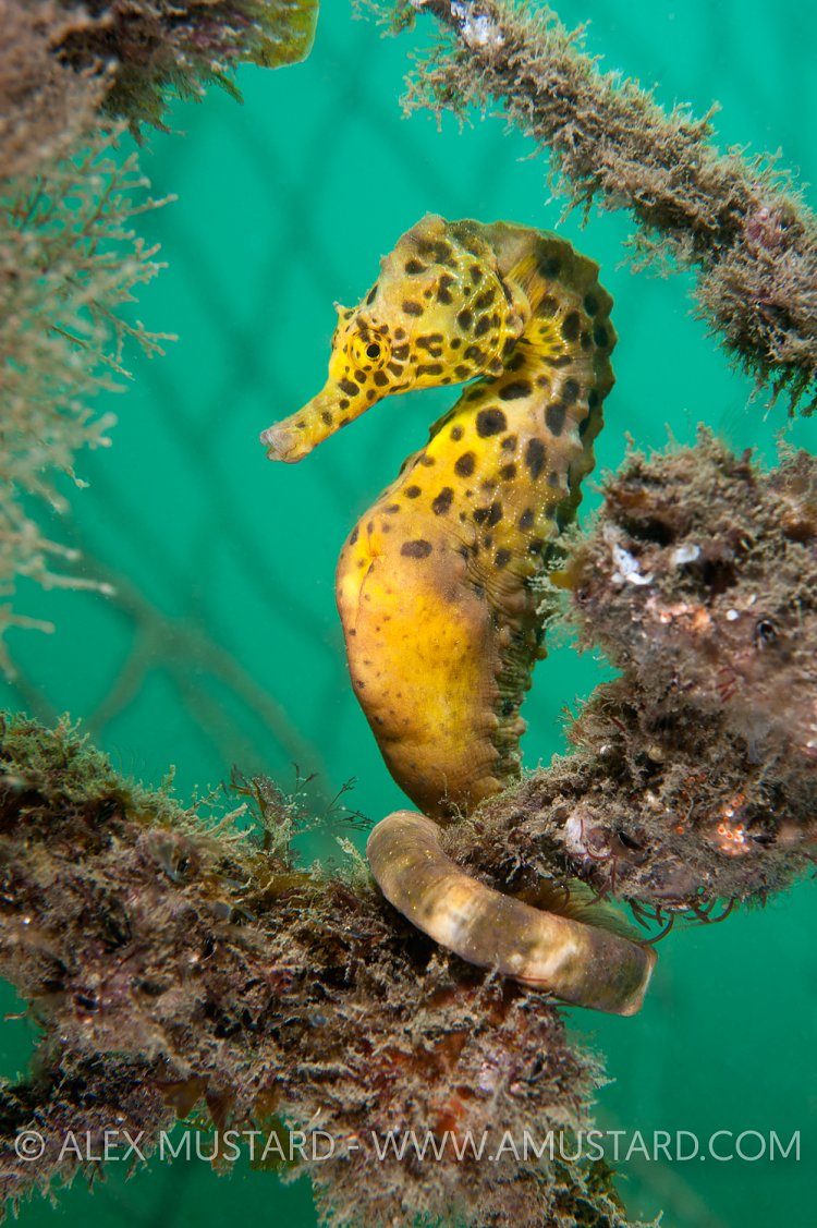Pot bellied Seahorse. Australia.
