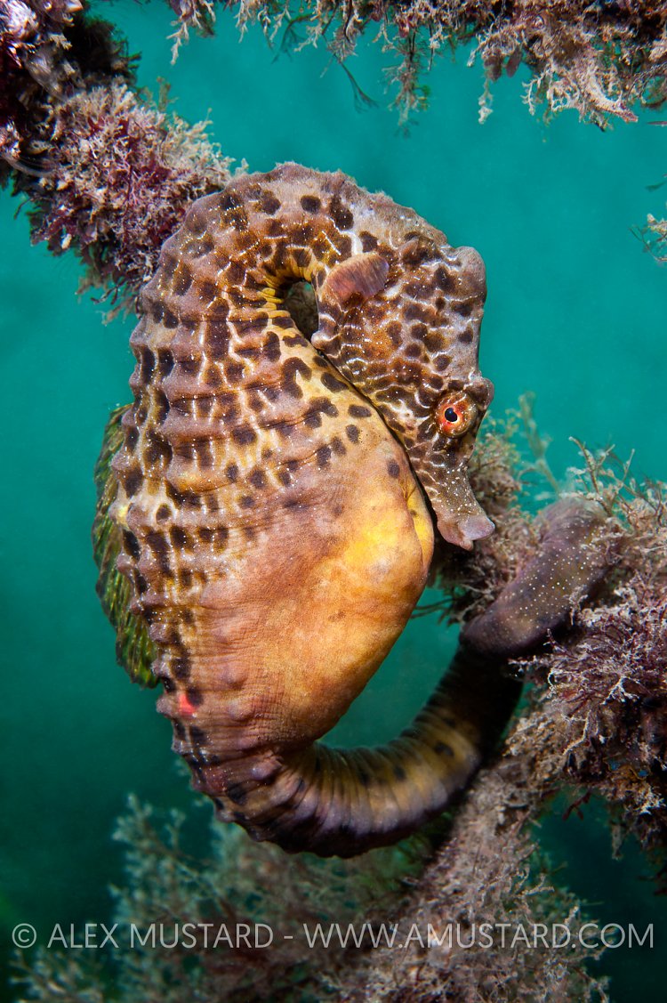 Pot bellied seahorse. Australia