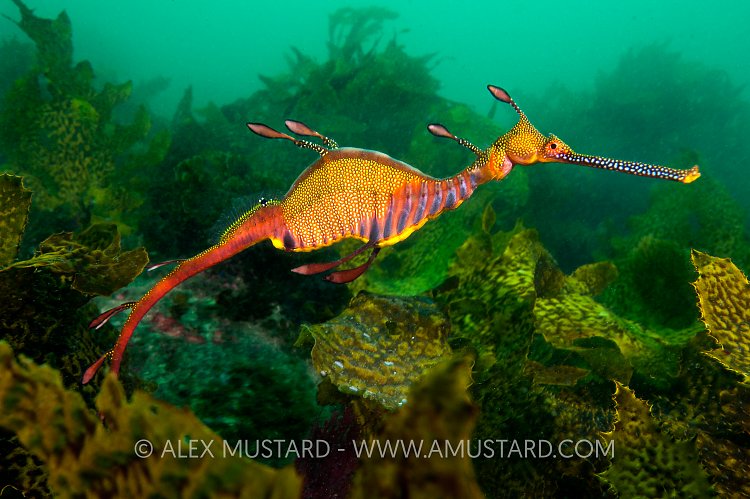 Weedy seadragon, Sydney, Australia.
