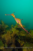 Weedy seadragon, Sydney, Australia.