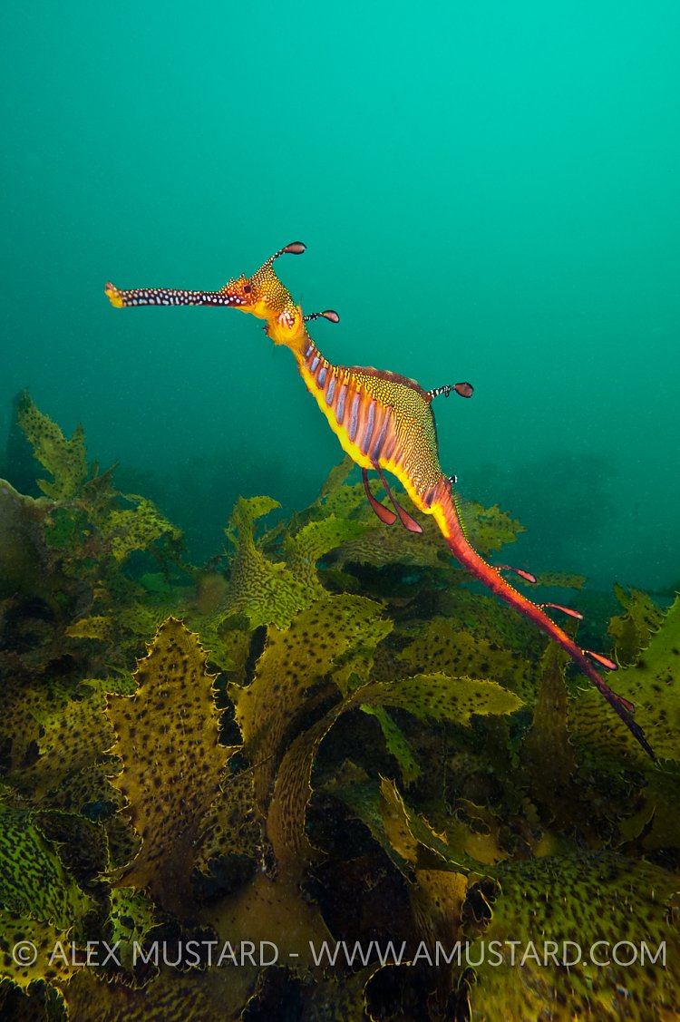 Weedy seadragon, Sydney, Australia.