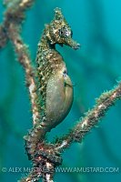 Seahorse giving birth.