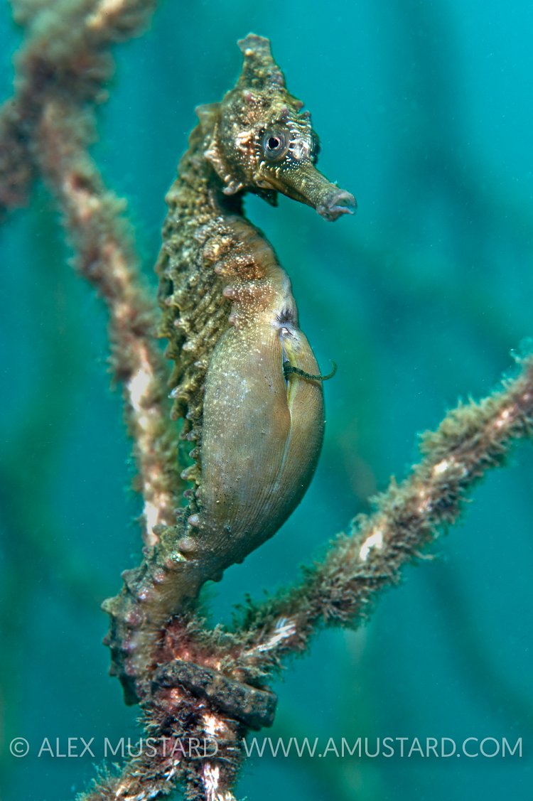 Seahorse giving birth.