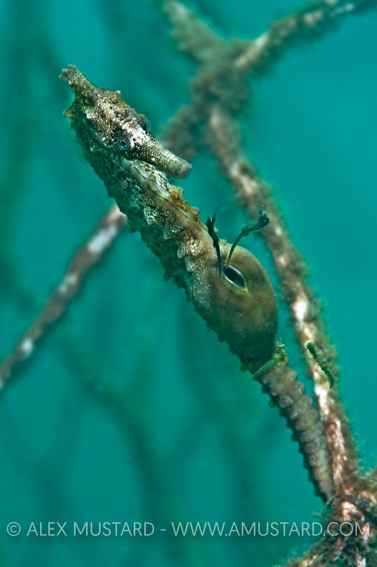 Seahorse giving birth. Australia.