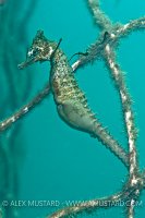 White's seahorse giving birth. Australia.