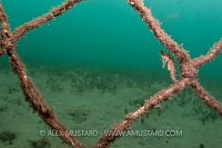 White's Seahorse On Net. Australia.