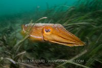 Jetting Cuttlefish. Australia