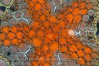 Starfish Detail. Australia