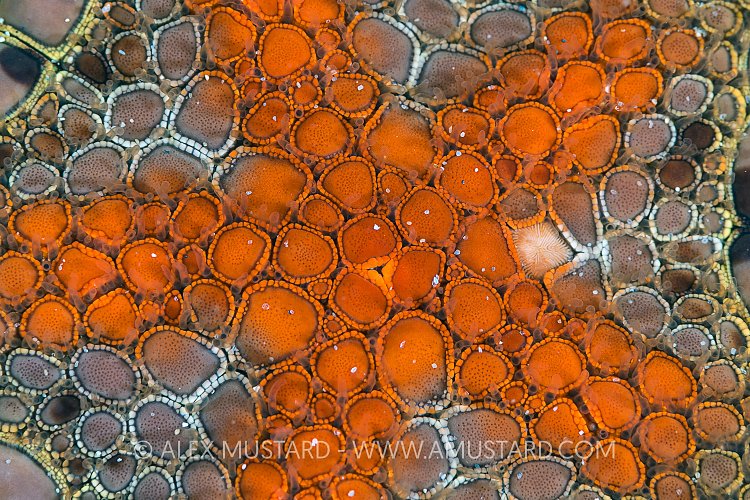 Starfish Detail. Australia