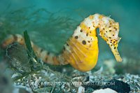 Female pot bellied seahorse. Australia.