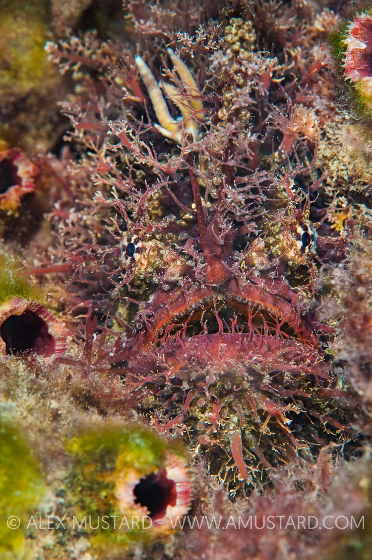 Tassled Anglerfish Portrait. Australia