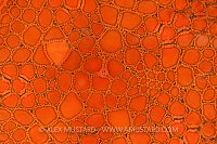 Starfish Detail. Australia