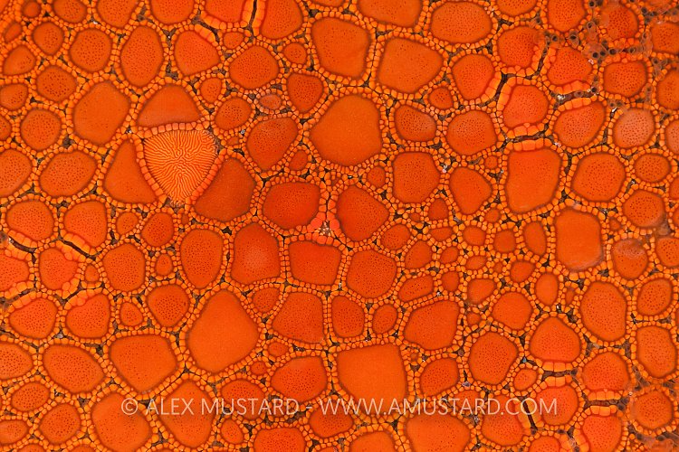 Starfish Detail. Australia