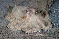 Southern Keeled Octopus. Australia