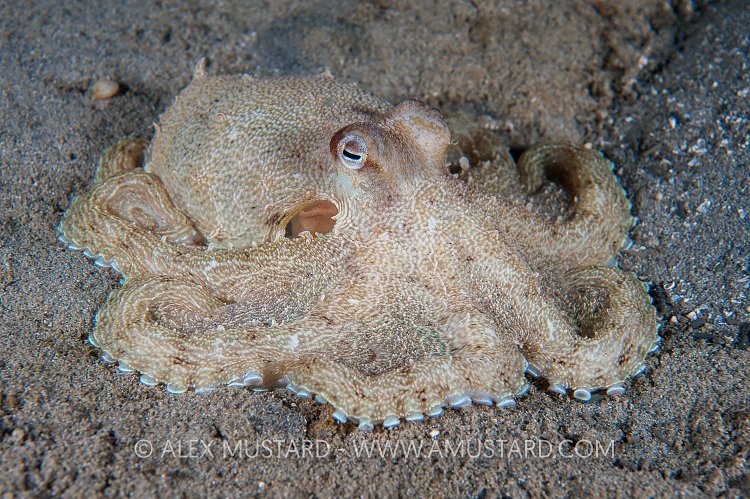Southern Keeled Octopus. Australia
