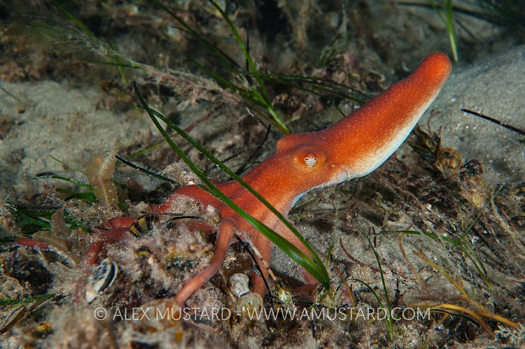 Southern Sand Octopus At Night. Australia.