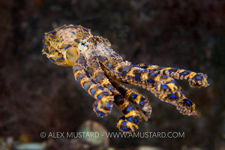 Southern Blue Ring. Australia.