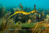 Juvenile seadragon. Australia