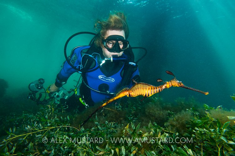 Diver and weedy seadragon. Victoria, Australia.