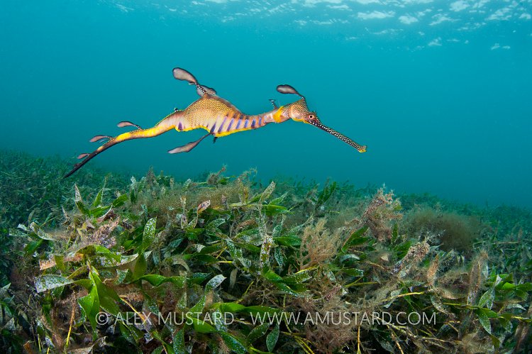 Weedy seadragon over seagrass. Victoria, Australia.
