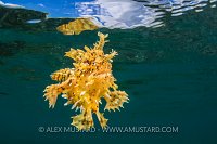 Sargassum Frogfish. Indonesia