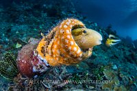 Bottle Blennies. Indonesia