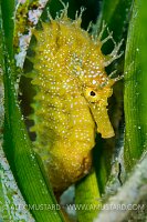 Seahorse In Seagrass. Italy