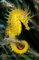 Seahorse In Seagrass. Italy