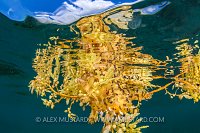 Sargassum Frogfish In Weed. Indonesia